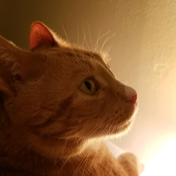 Meet your Posher, Zoe - Picture 1 of 1